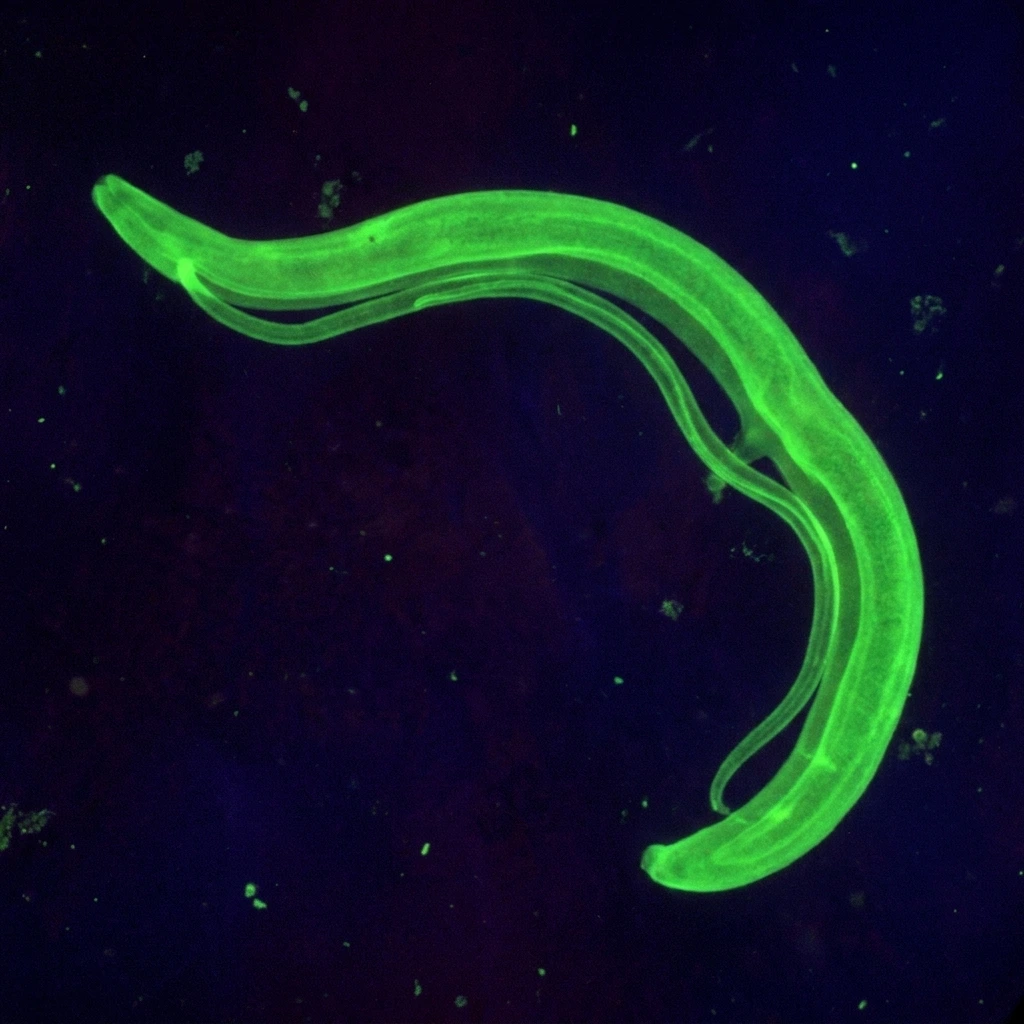 A paired adult Schistosoma mansoni, the slender female held within the ventral groove of the stouter male worm.